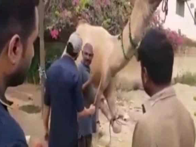 شاهد بالفيديو: باكستاني يحاول ذبح جمل في الشارع!